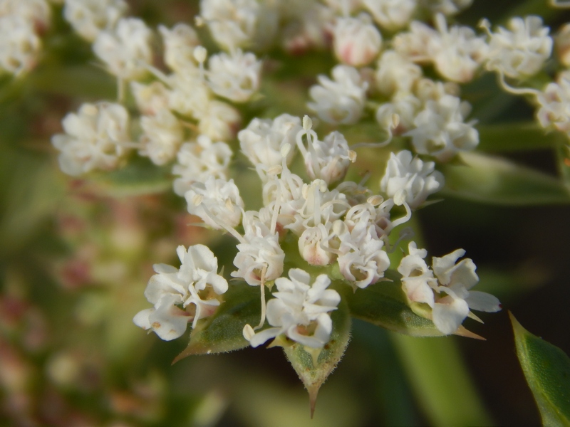 Echinophora spinosa / Finocchio litorale spinoso